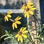 Set Of Five Rudbeckia Flower Sculptures, thumbnail 2 of 7