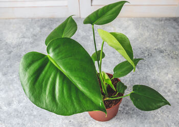 Monstera Deliciosa 'Swiss Cheese Plant' Houseplant, 3 of 5