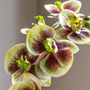 Orchid In Moss Ceramic Dot Pot, thumbnail 3 of 4