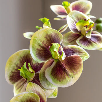Orchid In Moss Ceramic Dot Pot, 3 of 4