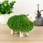 Grow Your Own Capybara Chia Planter, thumbnail 4 of 5