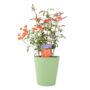 Warm Welcome Climbing Rose Pot, thumbnail 5 of 5