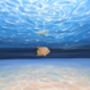 Under Sea Rebel, thumbnail 4 of 9