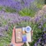 Lavender Holiday Essentials In A Tin, thumbnail 4 of 4