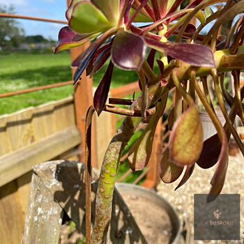Aeonium Stem Support / Plant Support, 5 of 12