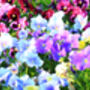 Pansy 'Water Colours Mix' 20 X Full Plant Pack, thumbnail 1 of 7