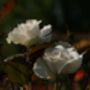 Rose Plant In 5 L Pot, thumbnail 7 of 8