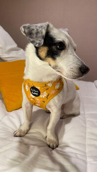 Sunshine Daisy Dog Harness, 4 of 8