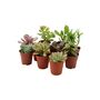 Mixed Succulents 10 Pack – Easy Care Indoor Plants In Pots, thumbnail 2 of 2