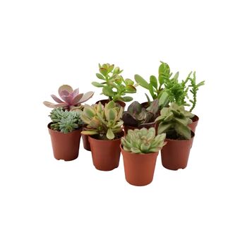 Mixed Succulents 10 Pack – Easy Care Indoor Plants In Pots, 2 of 2