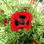 Gardening Gift. Grow Your Own Ladybird Poppies, thumbnail 3 of 4