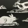 Rabbits Wallpaper, thumbnail 4 of 8