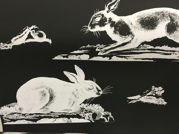 Rabbits Wallpaper, 4 of 8