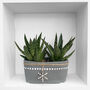 Gasteria Aloe House Plant Easy Care Decorative Plant, thumbnail 1 of 4