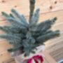Christmas Blue Spruce Trees, 3 L Pots, 40 50cm Tall, thumbnail 3 of 4