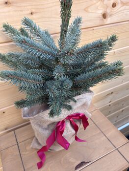 Christmas Blue Spruce Trees, 3 L Pots, 40 50cm Tall, 3 of 4