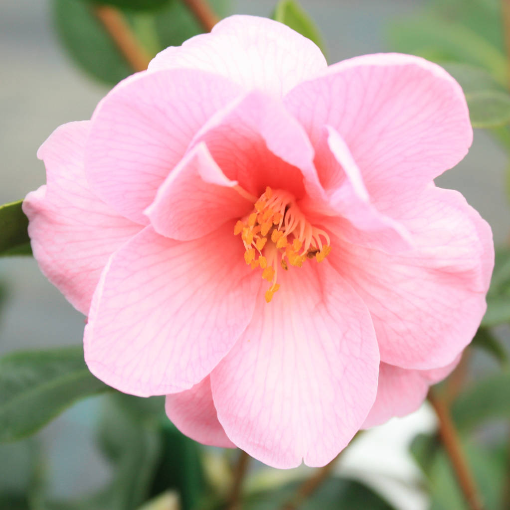 Pink Camellia Plant By Plants4 Presents