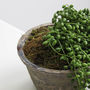 Faux String Of Pearls In Pot, thumbnail 3 of 4