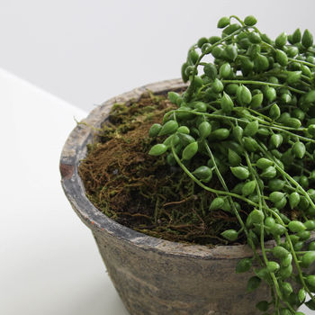 Faux String Of Pearls In Pot, 3 of 4