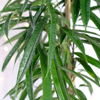 Houseplant Ficus Alii Narrow Leaf Fig 5 L Pot, 2 of 4