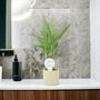 Yucca Elephantipes 12cm Easy Care Indoor Plant, thumbnail 7 of 7