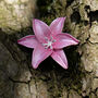 Lily Pink Star Gazer Flower Brooch, thumbnail 1 of 3