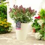 Skimmia Japonica Rubella Shrub In 5 L Pot – Free Standard Gift Wrap, thumbnail 2 of 4
