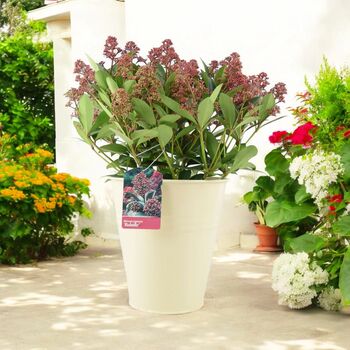 Skimmia Japonica Rubella Shrub In 5 L Pot – Free Standard Gift Wrap, 2 of 4