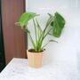 Monstera Swiss Cheese Plant In 12cm Pot, thumbnail 6 of 10