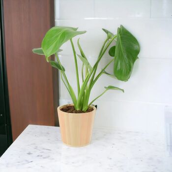 Monstera Swiss Cheese Plant In 12cm Pot, 6 of 10