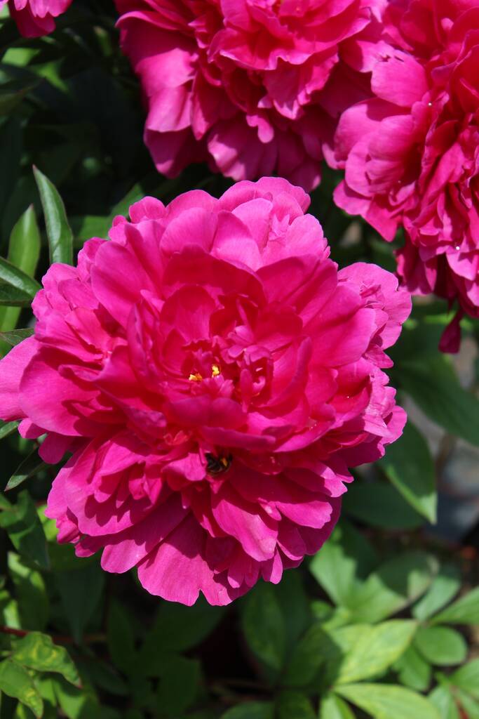 Peony Plants, 'Sarah Bernhardt' One X Two Litre Pot, 1 of 1