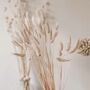 White Bunny Tail Dried Flowers 20 Stems 65cm, thumbnail 1 of 8