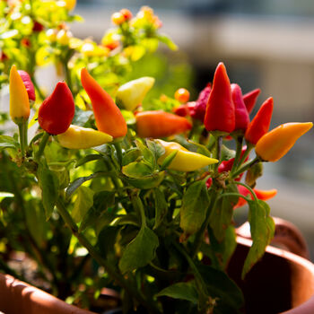 Hot Chilli Plants Mixed 36x Plug Plants, 8 of 8