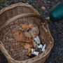 Winter Foraging Workshop For One In The South Downs, thumbnail 4 of 7