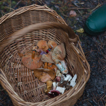 Winter Foraging Workshop For One In The South Downs, 4 of 7