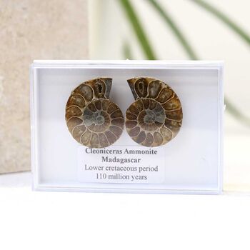 Cleoniceras Ammonite Fossil Pair, 9 of 10