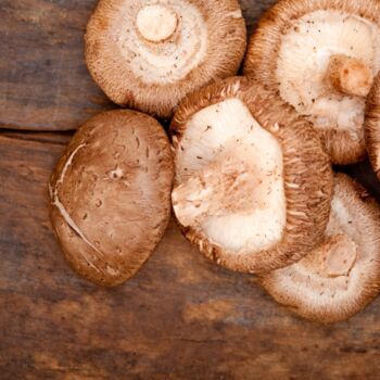 Shiitake Mushroom Plug Spawn. Buy Mushroom Dowels, 5 of 7