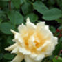 Rose Francesca, Personalised Named Rose Gift, thumbnail 1 of 2