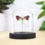 Madagascan Zoe Insect Bug Moth Butterfly Bell Jar Entomology Taxidermy Interior Design Home Decor Cloche Modern Display Gift Ornament, thumbnail 1 of 3