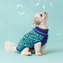 Leo Knitted Dog Jumper, thumbnail 1 of 4