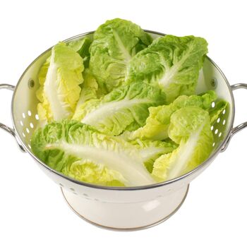 Salad Plants Lettuce 'Little Gem' Plug Plant Packs, 5 of 5