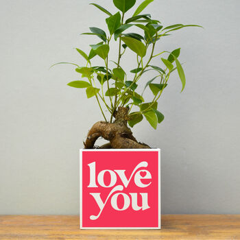 'Love You' Valentine's Plant Pot And Houseplant, 2 of 7