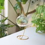 Diy Air Plant Terrarium Kit Hanging Terrarium Gift Light Blue Moss With Optional Gold Stand, thumbnail 1 of 7