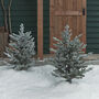 Two 3ft Dual LED Snowy Outdoor Christmas Tree Stakes, thumbnail 3 of 4
