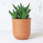 Terracotta Plant Pots Set Of Three U Curved, thumbnail 3 of 6