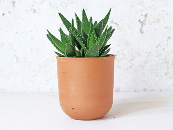 Terracotta Plant Pots Set Of Three U Curved, 3 of 6