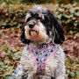 Pink Flower And Bee Dog Harness, thumbnail 2 of 10