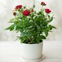 Miniature Rose Plant ‘Red’ One Plant In 10.5cm Pot, thumbnail 1 of 5