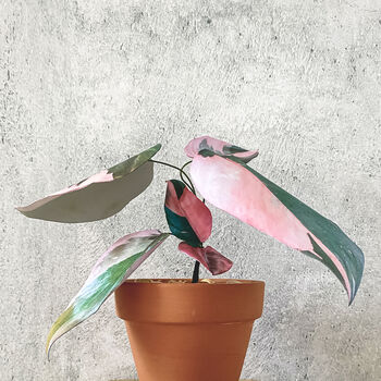 Mini Philodendron Pink Princess Potted Paper Plant, 2 of 6