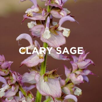 Reed Diffuser Patchouli + Clary Sage, 6 of 7